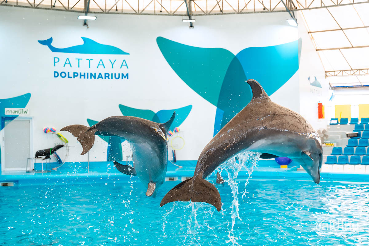 דולפינריום פאטיה (Pattaya Dolphinarium)