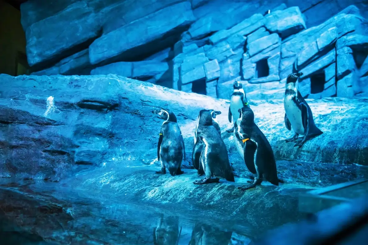 אקווריום פוקט – Phuket Aquarium