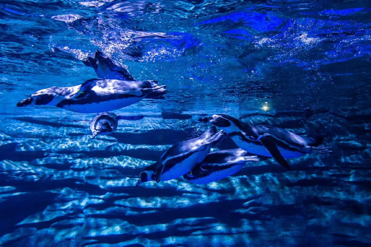 אקווריום פוקט – Phuket Aquarium