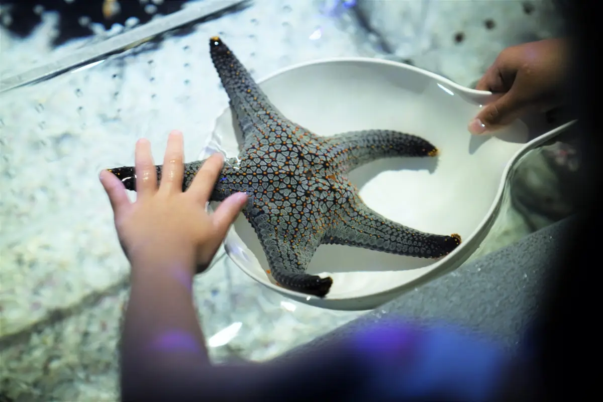 אקווריום פוקט – Phuket Aquarium