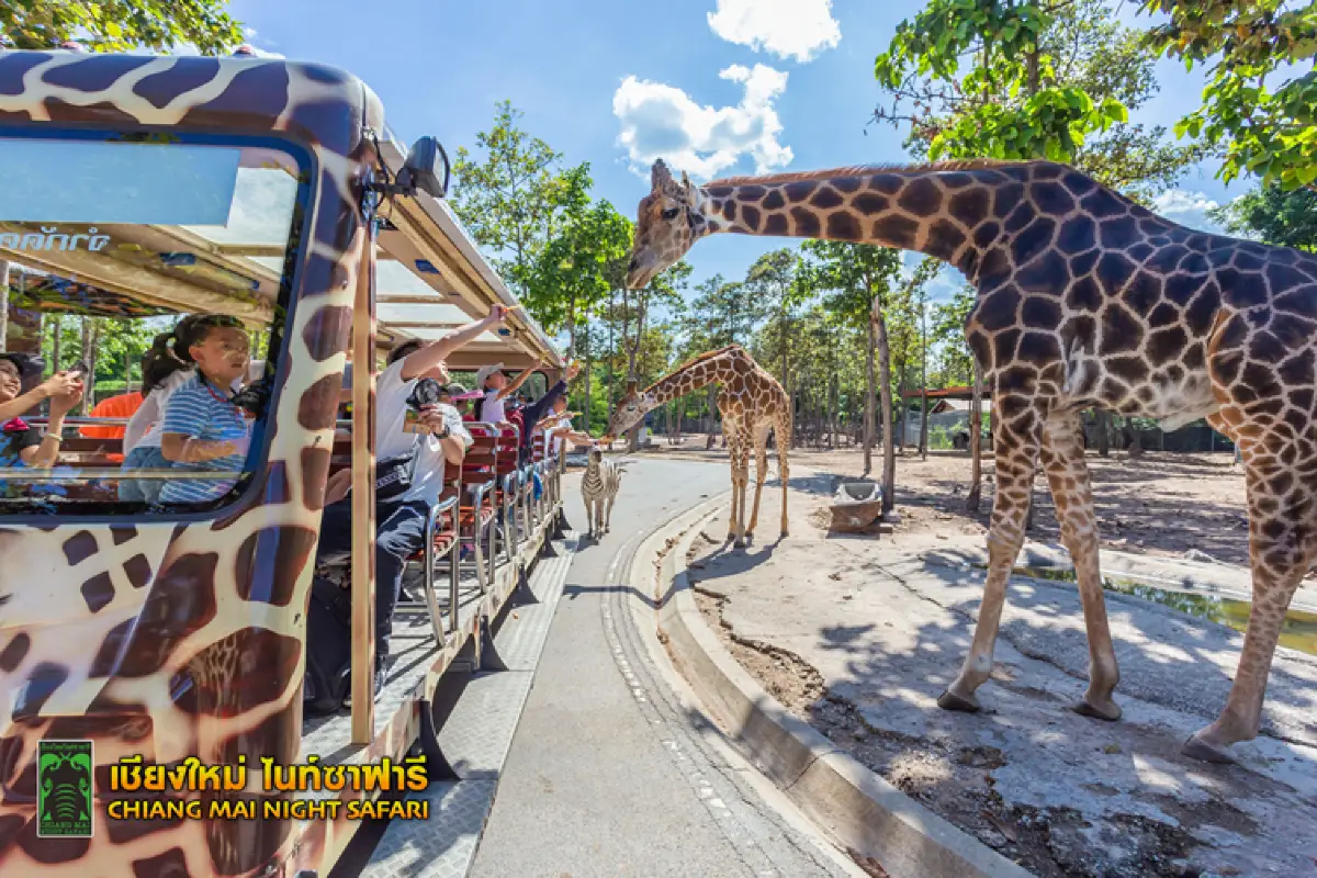 ספארי הלילה בצ'יאנג מאי – Chiang Mai Night Safari