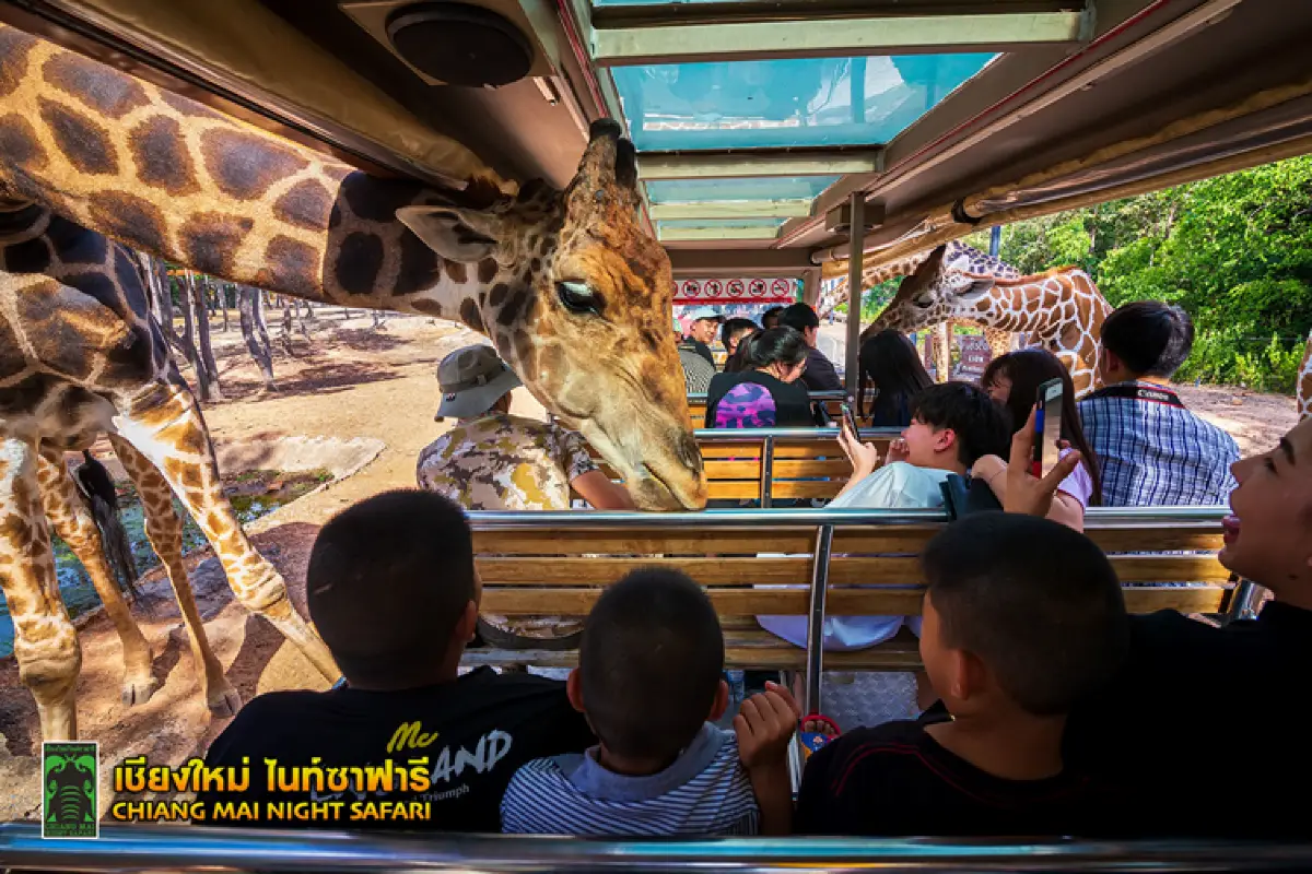ספארי הלילה בצ'יאנג מאי – Chiang Mai Night Safari