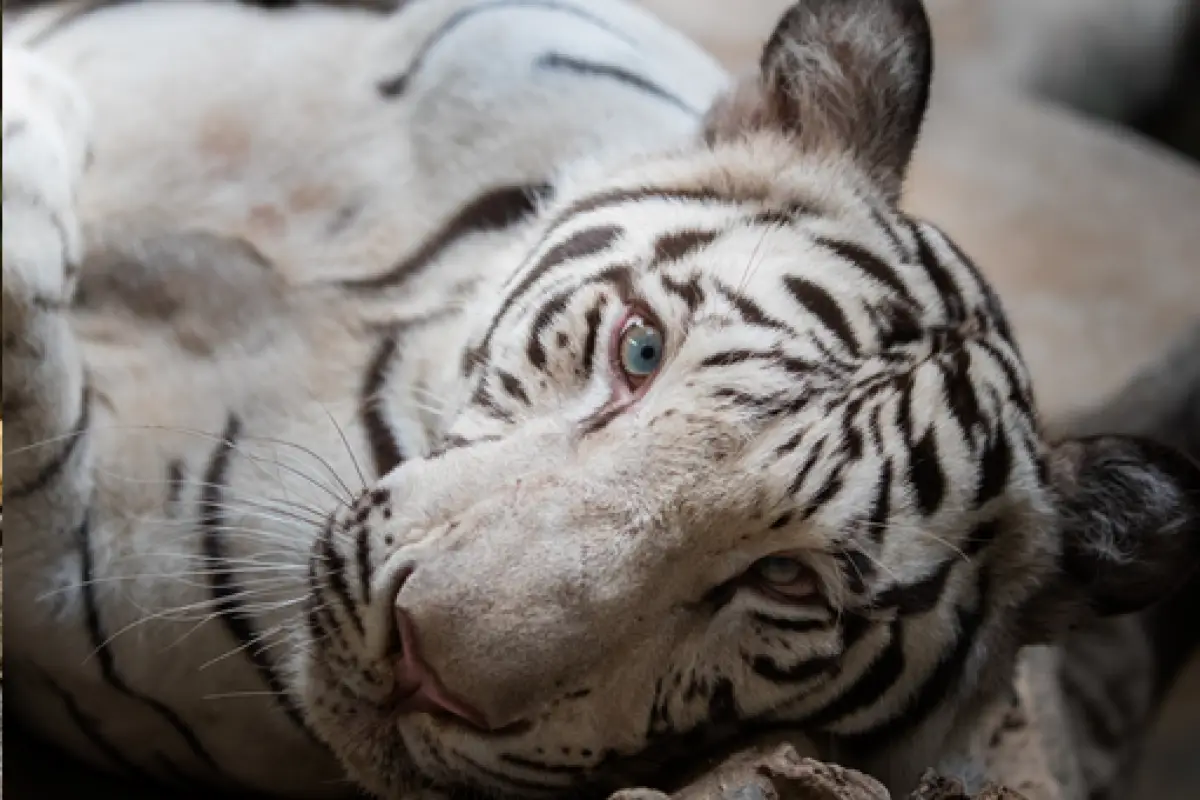 ספארי הלילה בצ'יאנג מאי – Chiang Mai Night Safari