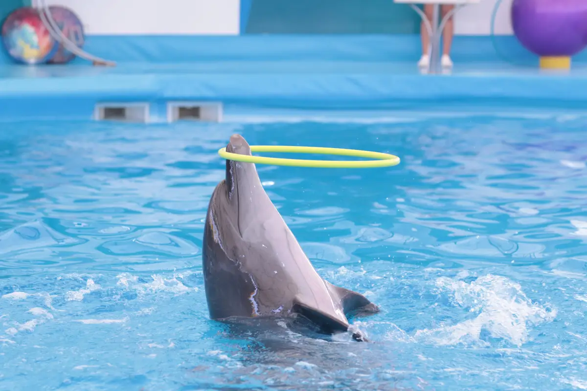 מופע דולפינים בפטאיה – Pattaya Dolphinarium