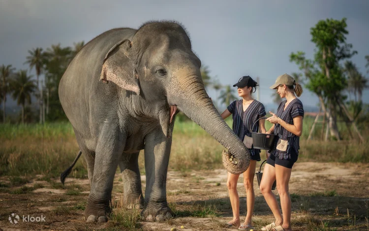 חוות שיקום פילים בפטאיה – Pattaya Elephant Sanctuary