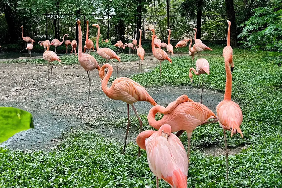 עולם הספארי בבנגקוק – Safari World Bangkok